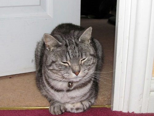 adampet12.jpg