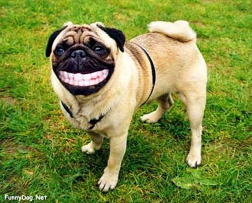 adampet16.jpg