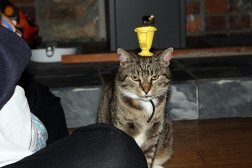 adampet17.jpg