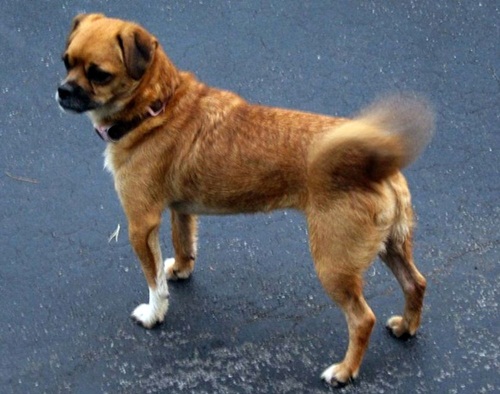 adampet5.jpg