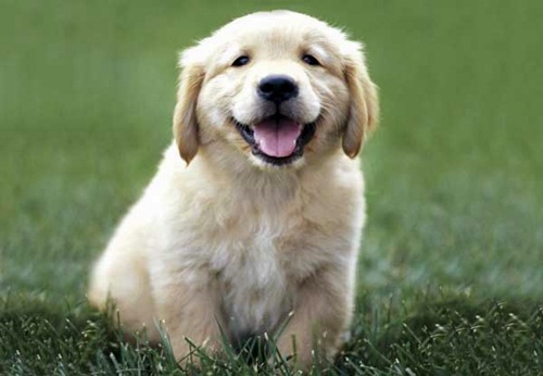 adampet6.jpg
