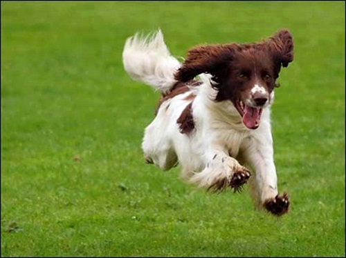 adampet9.jpg